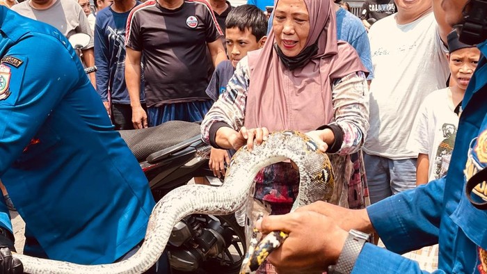 Petugas Damkarmat Makassar menangkap ular piton berukuran 4 meter di rumah Warga.