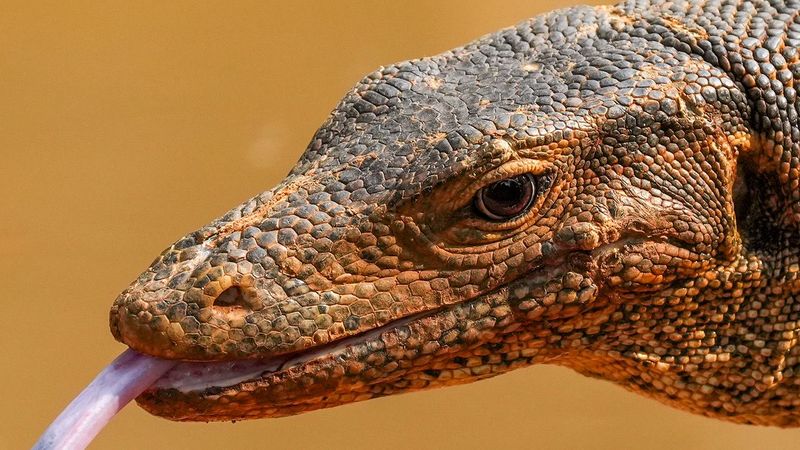 Review Sony A7R VI