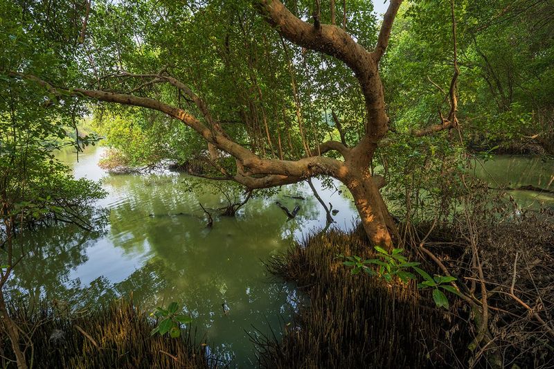 Review Sony A7R VI