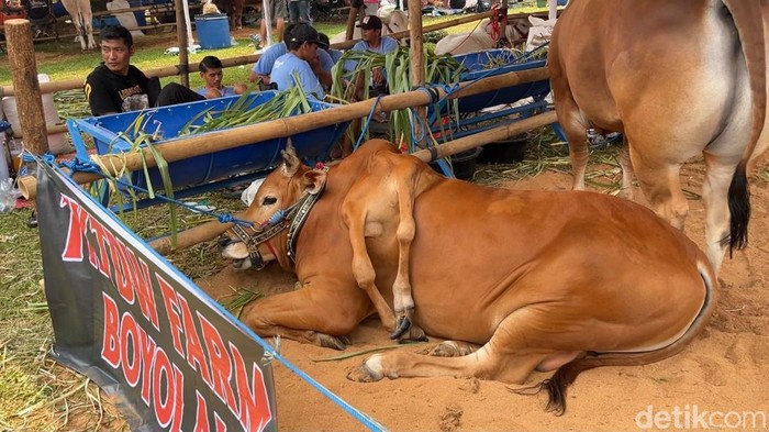 Sapi berkaki enam saat kontes di Bogor