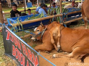 Sapi Berkaki Enam Raih Juara Kontes Piala Presiden di Bogor