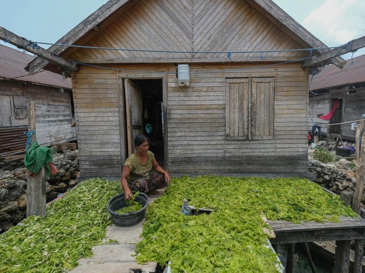 Selada Laut Jadi Sumber Penghasilan Perempuan Bajo di Wakatobi