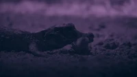 Buaya Terkecil Dunia Terekam Menyambar Kelelawar di Gua
