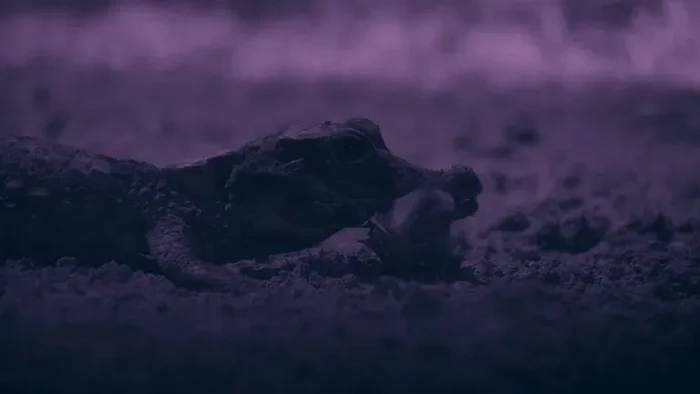 Buaya Terkecil Dunia Gabon
