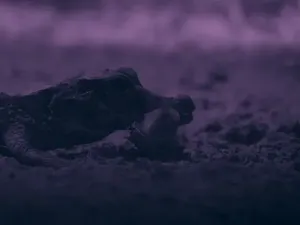 Buaya Terkecil Dunia Terekam Menyambar Kelelawar di Gua