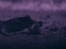Buaya Terkecil Dunia Terekam Menyambar Kelelawar di Gua