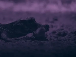 Buaya Terkecil Dunia Terekam Menyambar Kelelawar di Gua