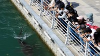 Hiu 3,5 Meter Terjebak di Kanal Busan, Upaya Penyelamatan Masih Gagal