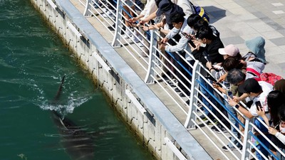 Hiu 3,5 Meter Terjebak di Kanal, Jadi Tontonan Warlok