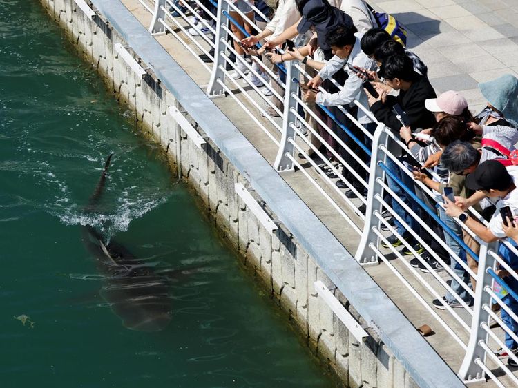 Hiu 3,5 Meter Terjebak di Kanal, Jadi Tontonan Warlok