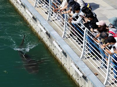 Hiu 3,5 Meter Terjebak di Kanal, Jadi Tontonan Warlok