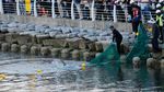 Hiu 3,5 Meter Terjebak di Kanal, Jadi Tontonan Warlok