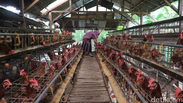 Ilustrasi peternak ayam. Ilustrasi peternak ayam. (detikcom)