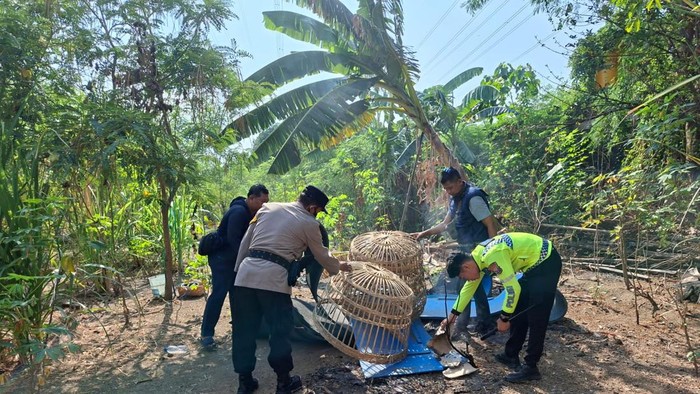 Penggerebekan judi sabung ayam di Bungurasih Sidoarjo