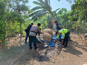 Polisi Ubrak-abrik Arena Judi Sabung Ayam di Bungurasih Sidoarjo