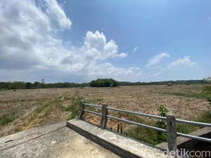 695 Hektare Lahan Pertanian Balikpapan Kekeringan, Produksi Anjlok 60%