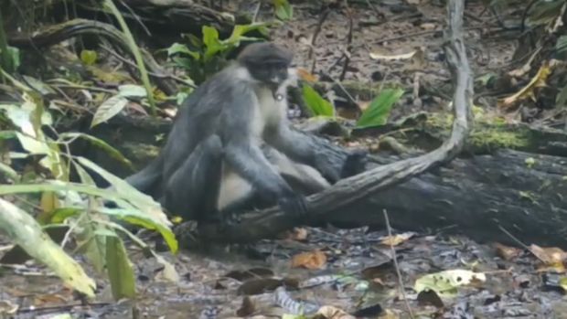 Lutung Kutai tertangkap kamera. (Istimewa/Instagram @btn_kutai)