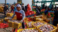 Penurunan tersebut terjadi ketika indeks harga yang diterima nelayan (It) sebenarnya mengalami kenaikan. Pada September 2026, indeks tersebut tercatat naik sebesar 0,62 persen dibandingkan bulan sebelumnya. ANTARA FOTO/Muhammad Mada