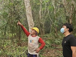 6 Sarang Orang Utan Ditemukan di Kebun Karet Terkepung Karhutla di Kotim