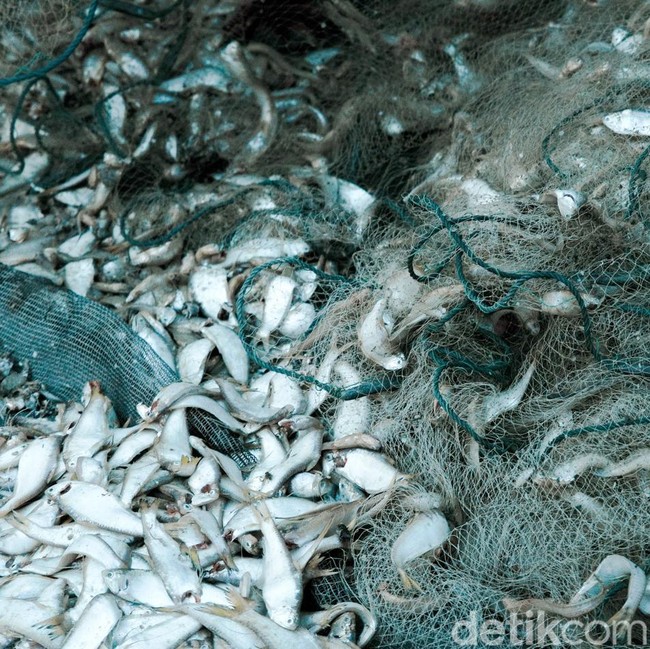 Melihat Pengolahan Ikan Kering di Kampung Nelayan Nambangan