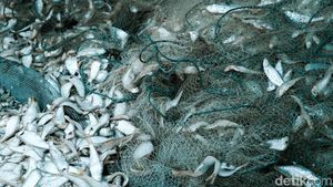 Melihat Pengolahan Ikan Kering di Kampung Nelayan Nambangan
