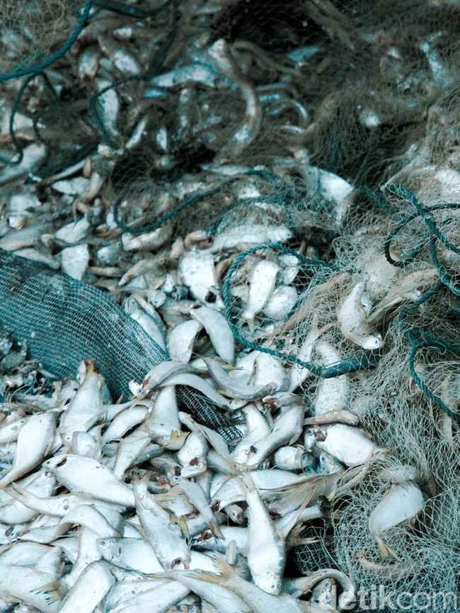 Melihat Pengolahan Ikan Kering di Kampung Nelayan Nambangan