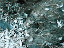 Melihat Pengolahan Ikan Kering di Kampung Nelayan Nambangan