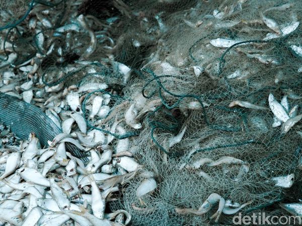 Melihat Pengolahan Ikan Kering di Kampung Nelayan Nambangan