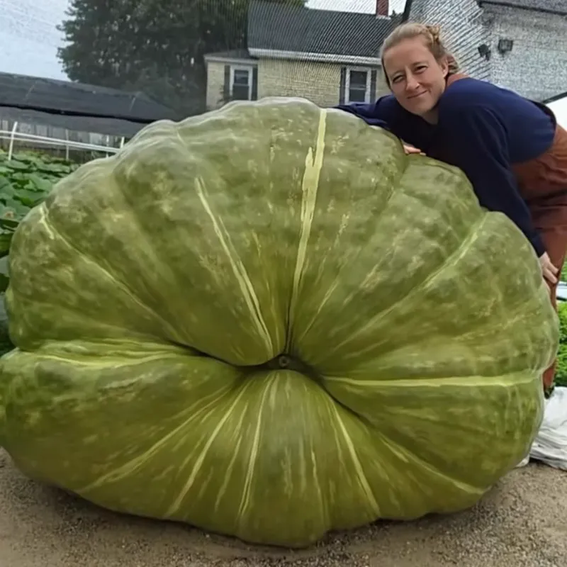 Sebesar Orang Dewasa! Bobot Zucchini Jumbo Ini Tembus 77 Kg
