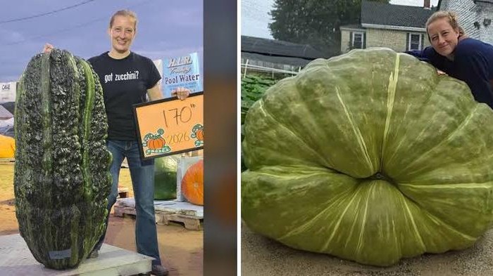 Sebesar Orang Dewasa! Bobot Zucchini Jumbo Ini Tembus 77 Kg
