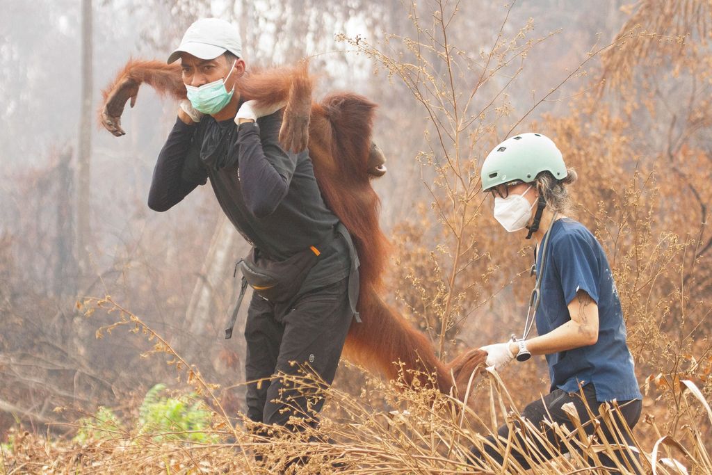 Seorang petugas penyelamat dan dokter hewan dari yayasan satwa liar Yayasan Inisiasi Alam Rehabilitasi Indonesia (YIARI) membawa seekor orangutan setelah diselamatkan dari area konsesi Nilai Konservasi Tinggi (HCV) di perkebunan kelapa sawit yang terdampak kebakaran hutan, di Desa Laman Satong, Kabupaten Ketapang, Provinsi Kalimantan Barat, Indonesia, 30 September 2026. (REUTERS/Victor Fidelis Sentosa)
