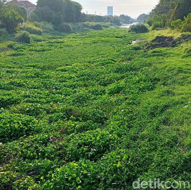 Eceng Gondok Penuhi Sungai Jagir