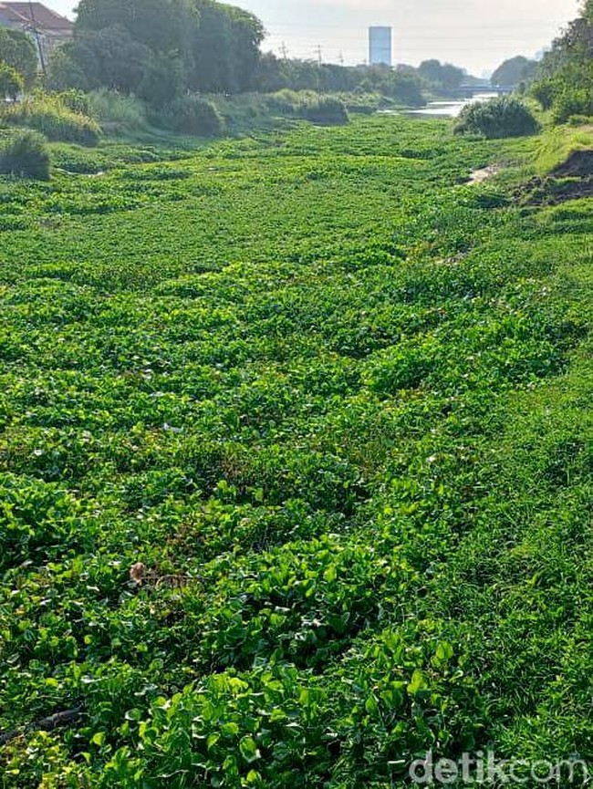 Eceng Gondok Penuhi Sungai Jagir