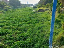 Eceng Gondok Penuhi Sungai Jagir