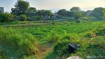 Eceng Gondok Penuhi Sungai Jagir