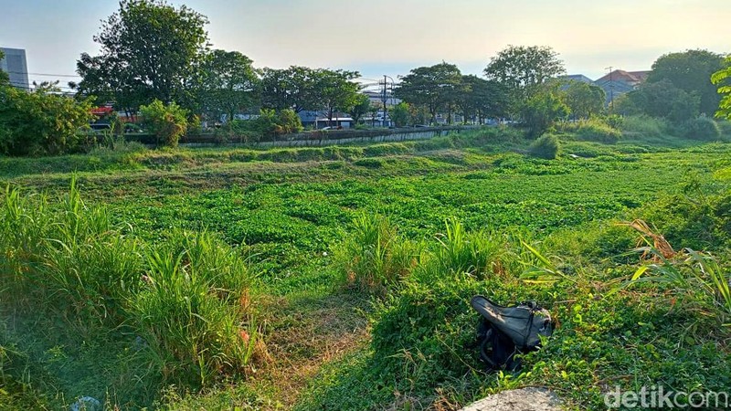 Sungai jagir dipenuhi eceng gondok