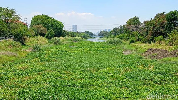 Sungai jagir dipenuhi eceng gondok
