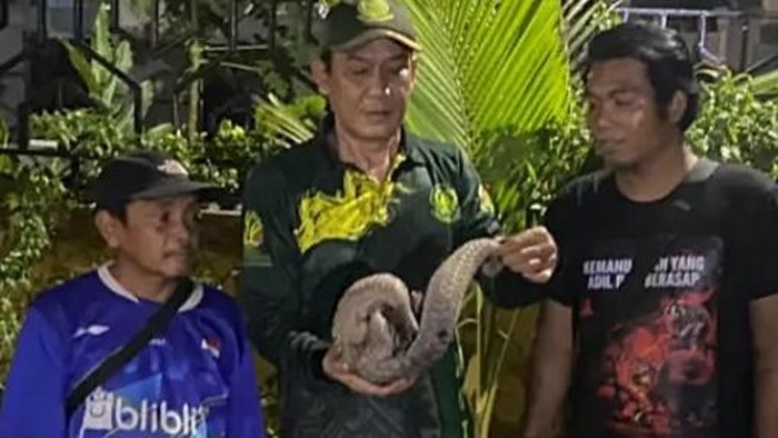 Tenggiling 4 Kg Diselamatkan Warga
