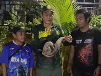 Nyasar ke Parit Dekat Puskesmas di Sampit, Tenggiling 4 Kg Diselamatkan Warga