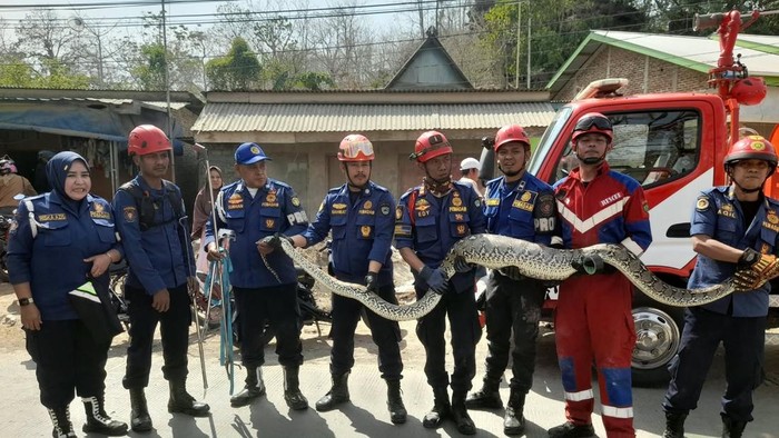 Damkarmat Maros evakuasi ular piton dalam sumur.