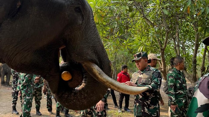Danrem 044/Gapo Brigjen TNI Khabib Mahfud mengecek kesehatan gajah binaan Pusat Konservasi Gajah (PKG) Padang Sugihan