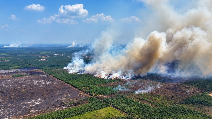 Kebakaran lahan di TN Berbak Jambi