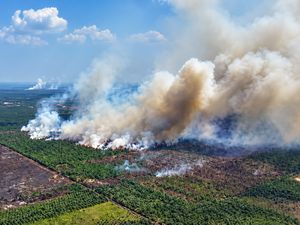 Api Karhutla Masuk TN Berbak, Petugas Terkendala Akses dan Air