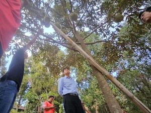 Kementan Percepat HDDAP Buleleng, Benih Manggis & Durian Siap Disalurkan