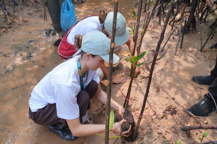 Penanaman mangrove oleh mahasiswa asing.