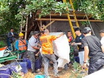 Pria Bitung Tewas Kesetrum Saat Petik Alpukat untuk Istri Ngidam