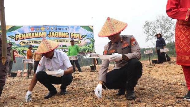 Polres Pelalawan melakukan penanaman jagung di lahan 3 hektare, mendukung ketahanan pangan, Selasa (4/10/2026).