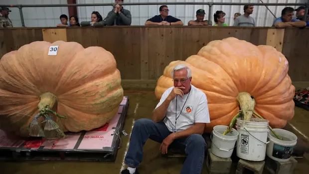 Rekor labu 1,1 ton Jumbo! Petani Lansia Ini Berhasil Panen Labu Seberat 1,1 Ton