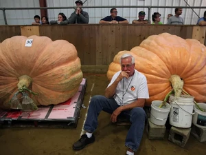 Jumbo! Petani Lansia Ini Berhasil Panen Labu Seberat 1,1 Ton