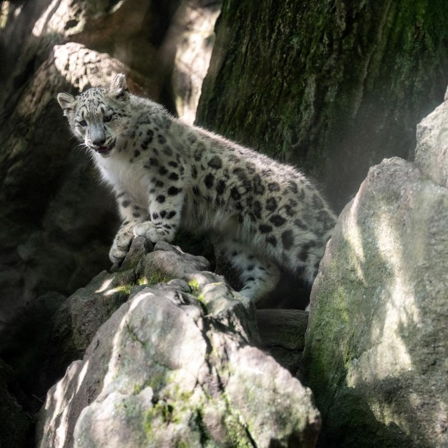 Sarka Tumbuh di Bronx Zoo, Harapan Baru Konservasi Macan Tutul Salju